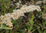 Canada goldenrod